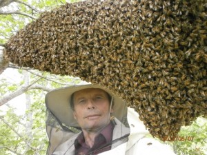 Bee Families