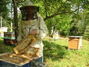 Bee Families